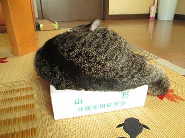 サクランボ箱