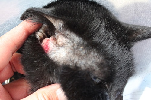 ラスター (2).JPG