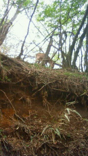 201205261328000.jpg