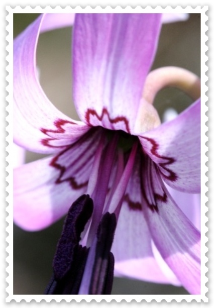 樹木公園-28 カタクリ-15 14.4.2