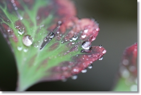 実家の庭で-8 クロハナオダマキ-1 13.11.8