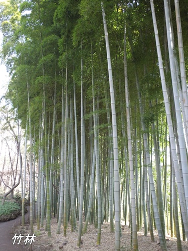 殿ヶ谷戸庭園にて