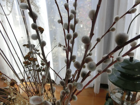 ネコヤナギドライ