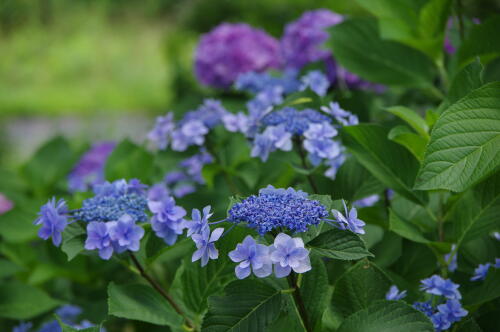 昭和記念公園の紫陽花