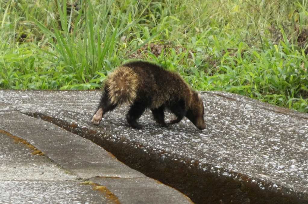 515