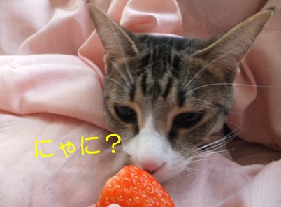 20121127_6.jpg