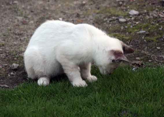 我が家のニャンコ♪2013/7/12-4