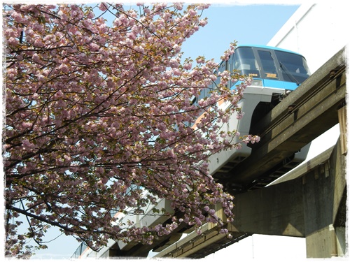 東京流通センターの八重桜