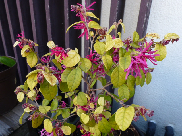 13 鉢植え紅花