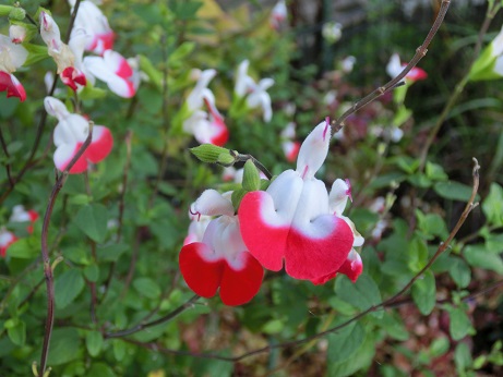 チェリーセージ