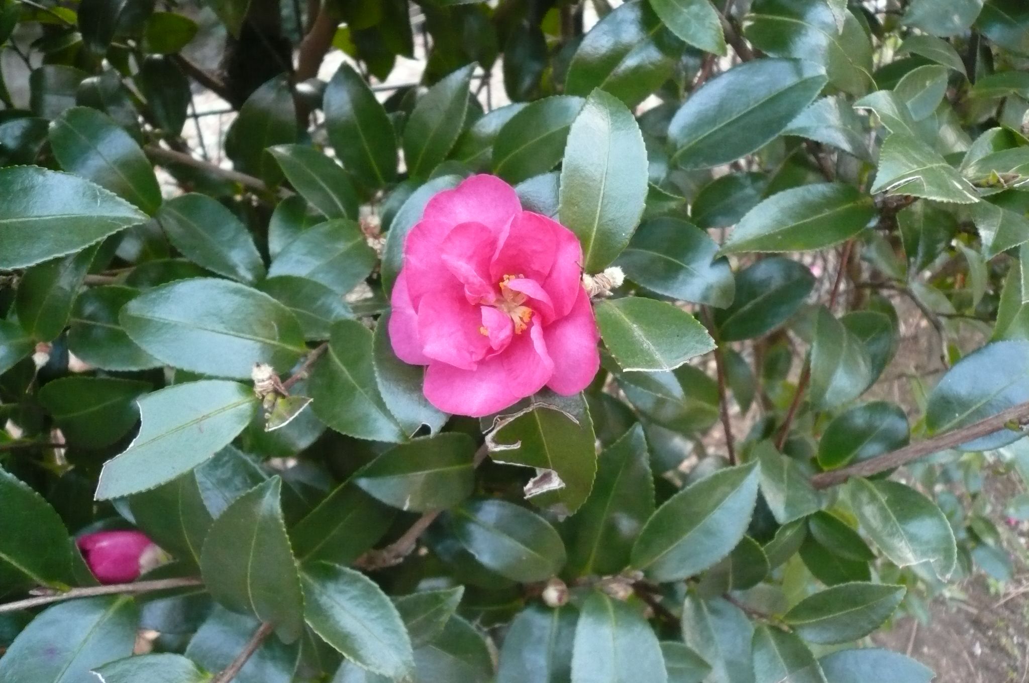 椿 巻1 54 坂門人足 さかとのひとたり 寄り道しながら万葉集 楽天ブログ