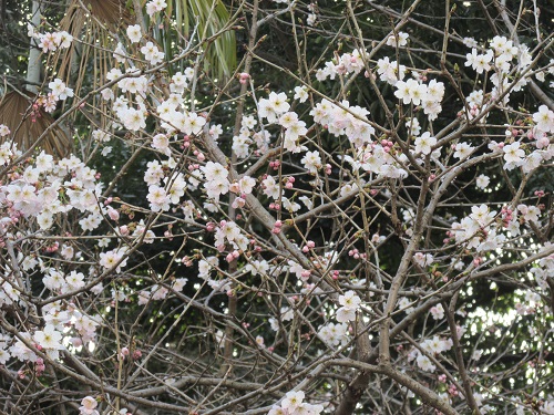 さくら（桜）