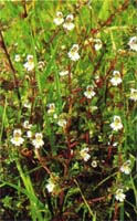 eyebright