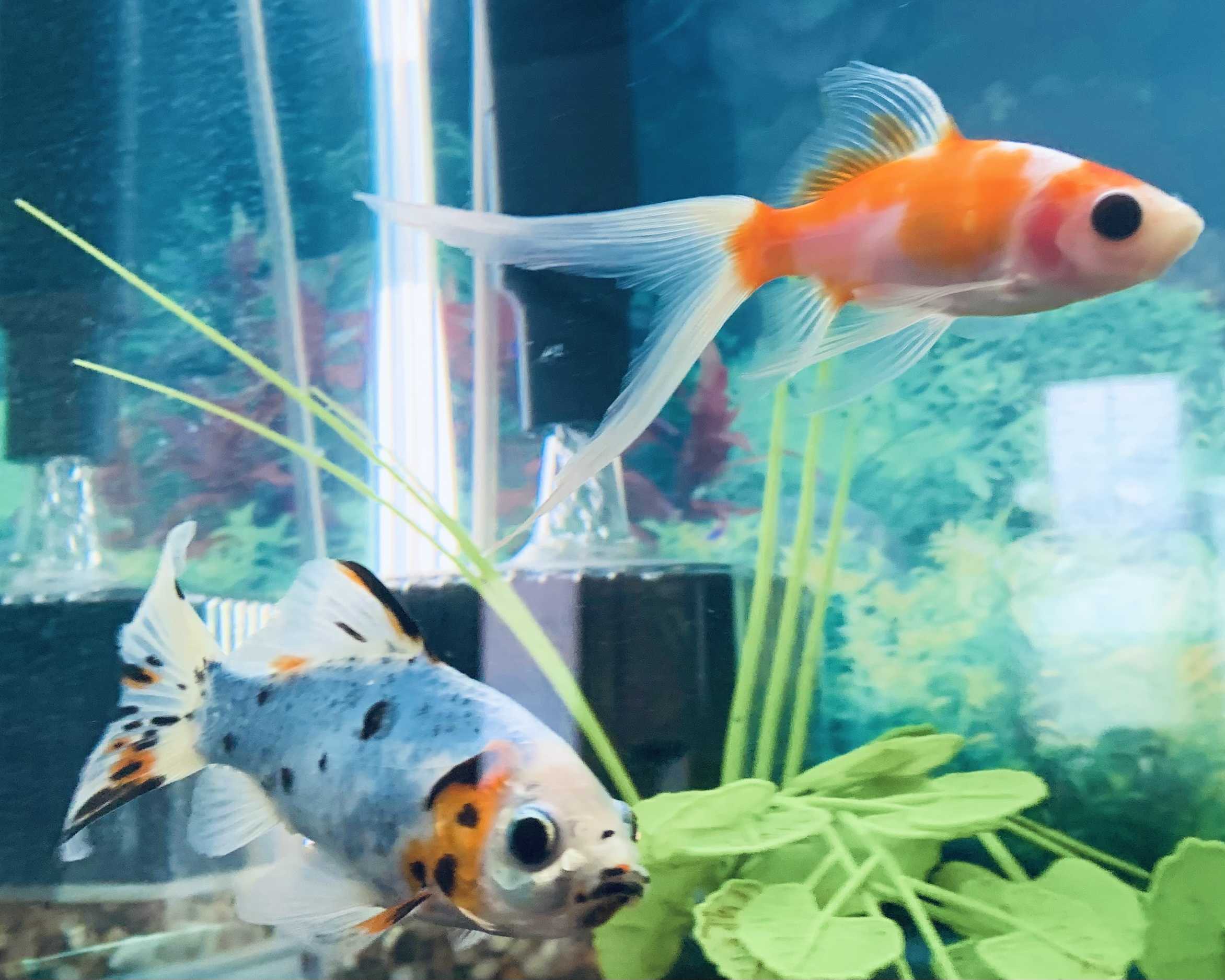 金魚 尾ぐされ病 28〜30日目 きんぎょとめだかのaquarium 楽天ブログ