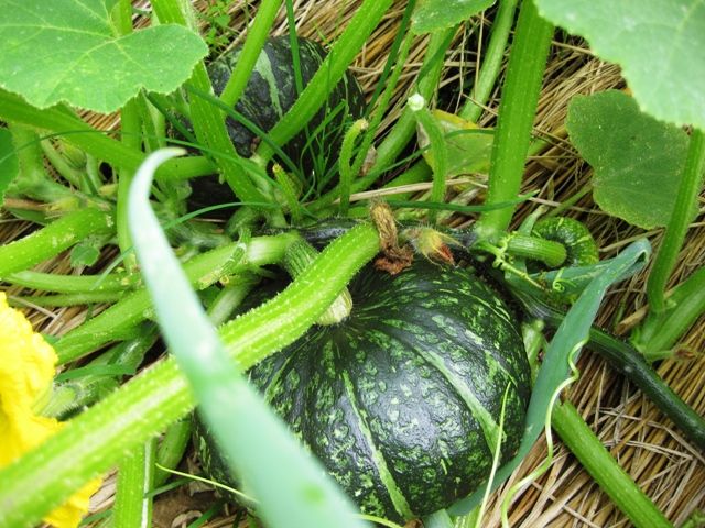 カボチャの巨大な葉っぱが45cmに 青パパイヤと家庭菜園日記 楽天ブログ