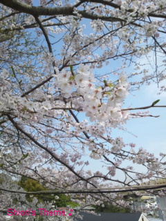 Narita sakura 1