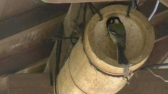 巣箱に一度も野鳥が入ったことが無いという人にアドバイス 驢馬のブログ 楽天ブログ