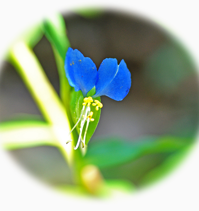 つゆ草２