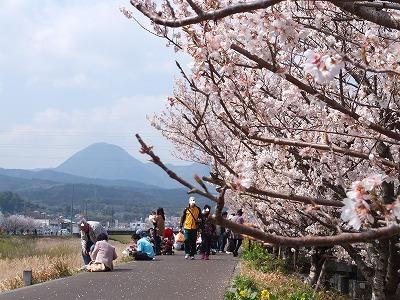 20130317春木径幸せ道桜