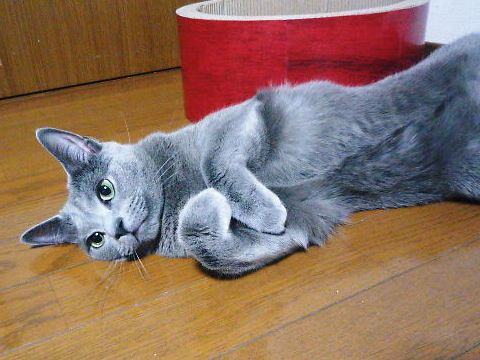 2014年06月17日_P1180858.jpg