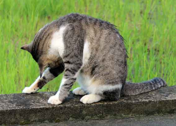 我が家のニャンコ♪2013/10/13-2