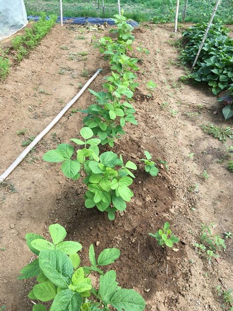 エダマメ 茶豆 の中耕 頂芽摘芯とシカクマメの発芽 Futtutyの菜園ブログ 楽天ブログ