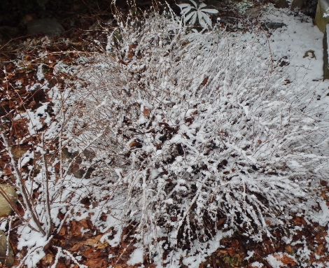 雪化粧