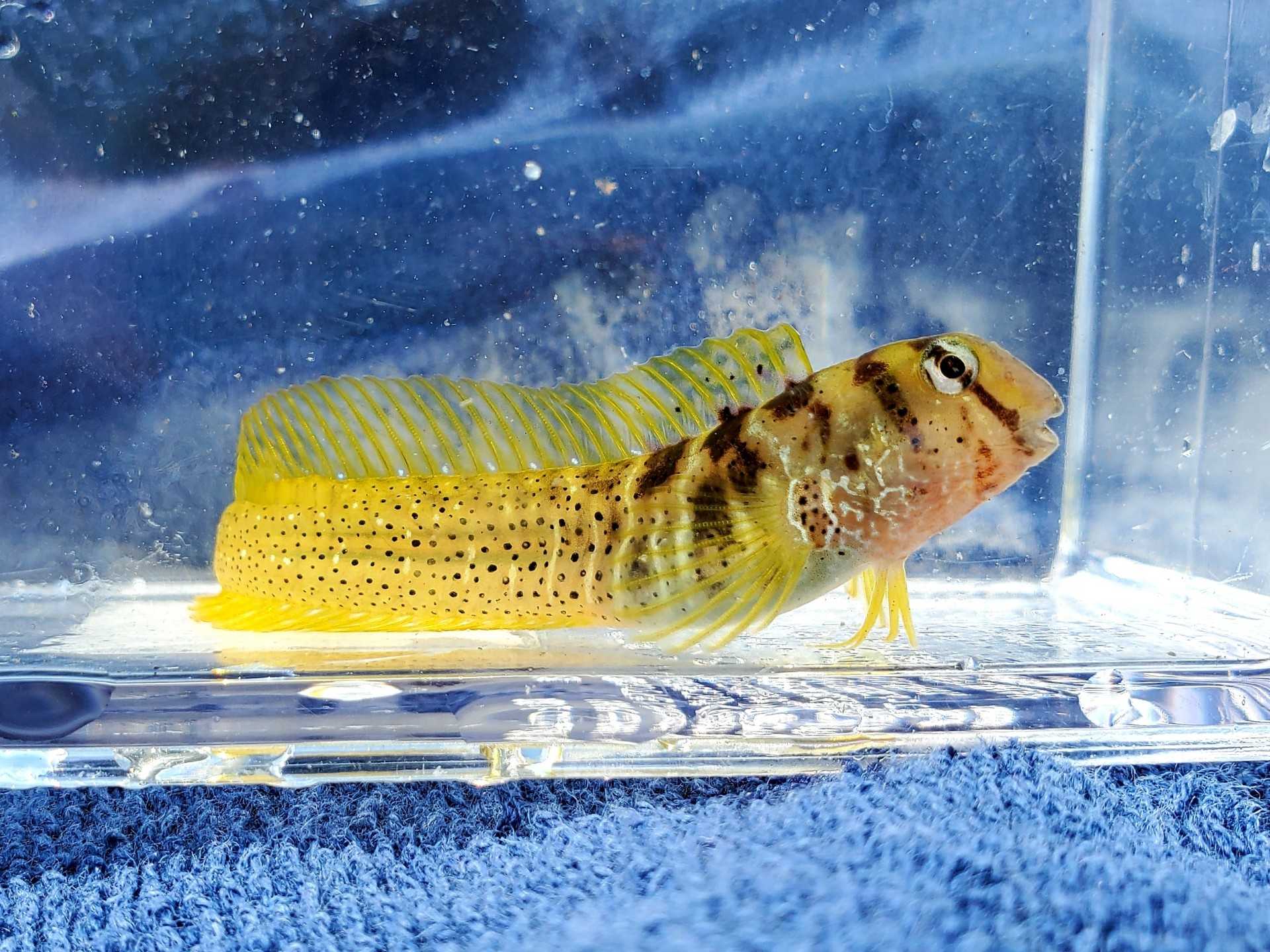 2ページ目の 魚採り 魚と日常ブログ 楽天ブログ