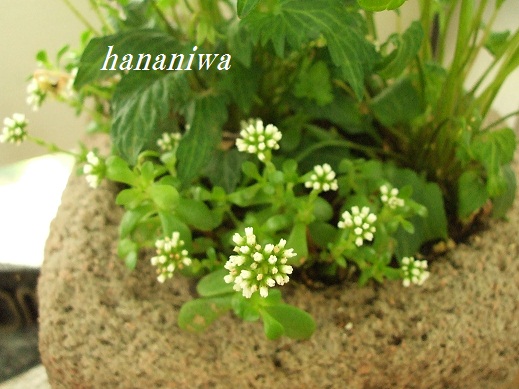 セダムの花１２０５０９.JPG