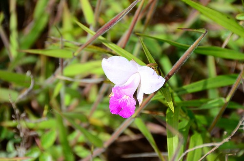 野生の蘭の花