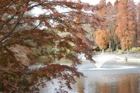 井の頭恩賜公園の紅葉