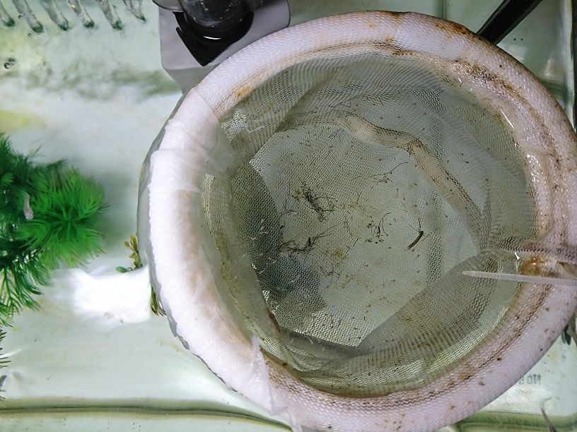 水面に浮かぶ油膜の取り方 金魚とメダカの飼育日記 楽天ブログ