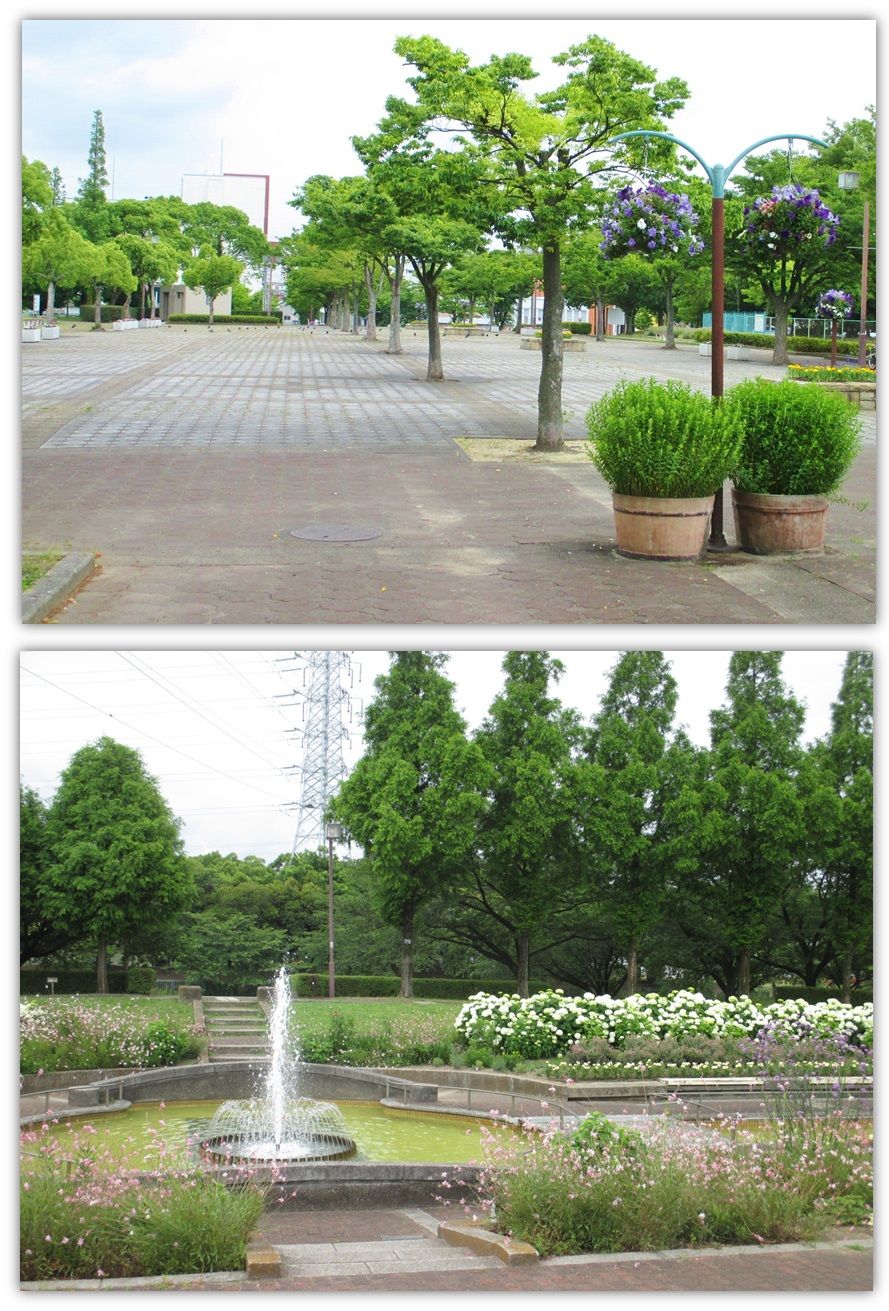 荒子川公園 ラベンダー園 おやじのブログ 楽天ブログ