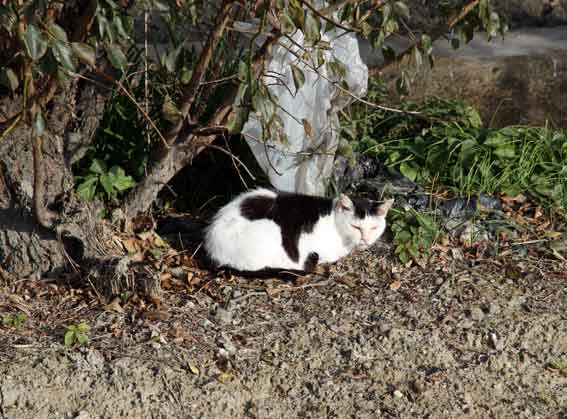 我が家のニャンコ♪2013/11/27-2