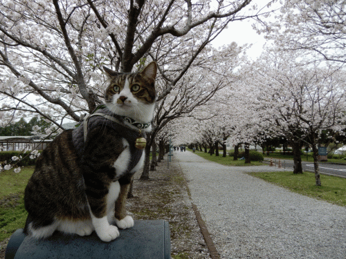 記事一覧 あずきちゃん 猫 のお散歩ブログ 楽天ブログ