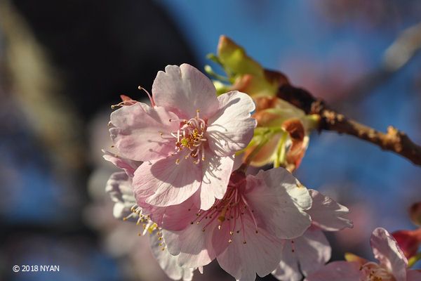 カワズザクラ（河津桜）