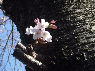 幹からの桜