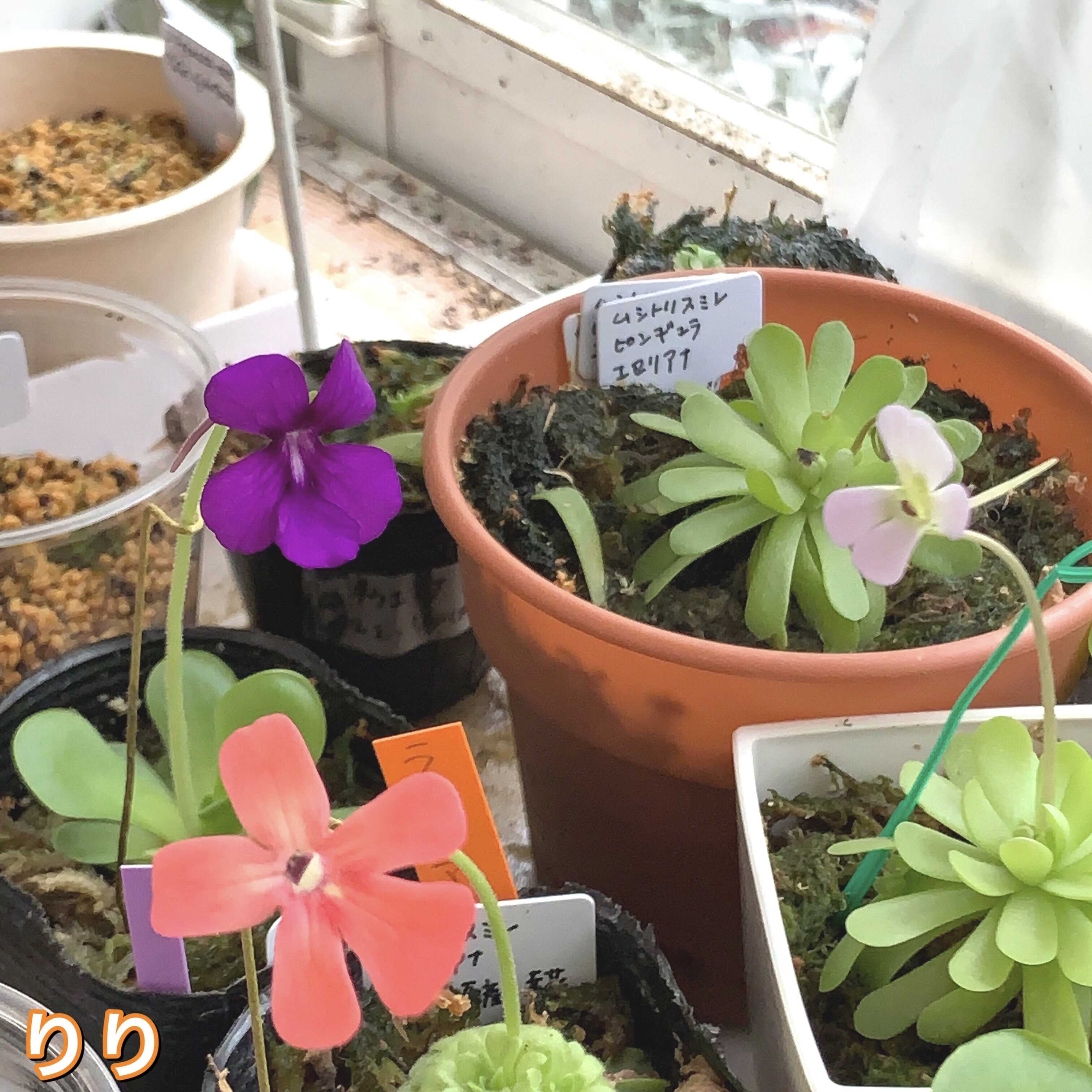 ムシトリスミレ モラネンシス 紫宝 私と花と猫もろもろ 楽天ブログ