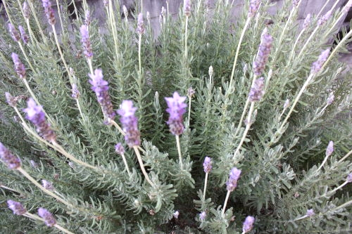 20151227005.JPG
