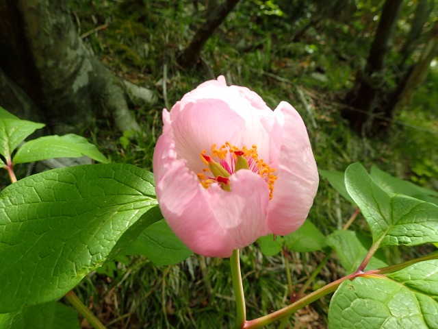 P5263250.jpg