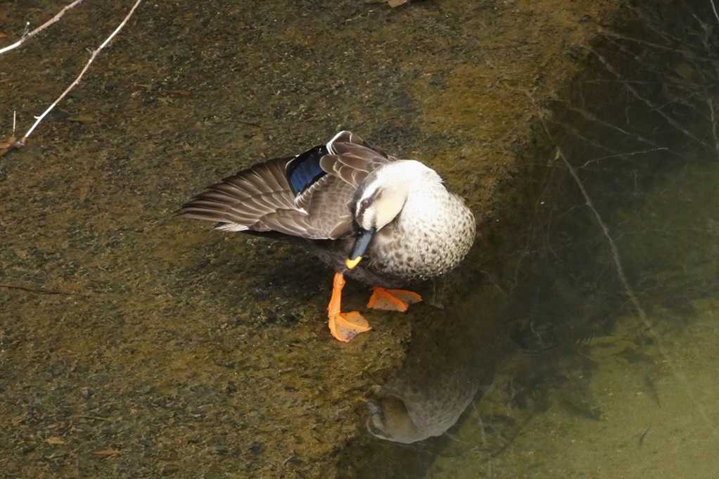 515