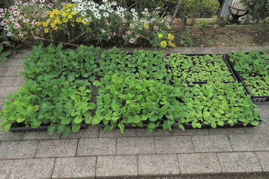 育てている花の苗 ヒナゲシ 西洋桜草 ハボタン パッションフルーツ熟れるかなぁ 大分金太郎の花鳥蝶月 楽天ブログ