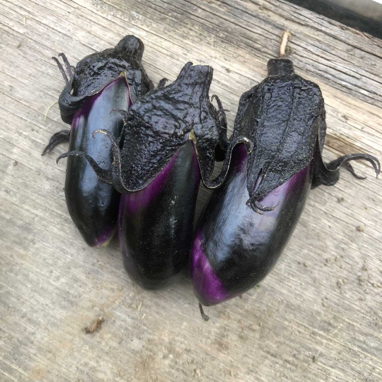 茄子の一番果を摘みました ちょろ松の家庭菜園奮闘記 楽天ブログ