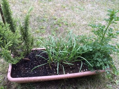 herb.JPG