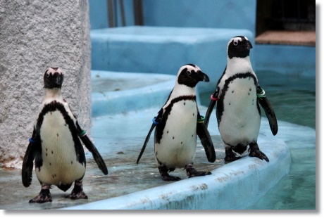 東京旅行-103 ケープペンギン-2 13.10.5