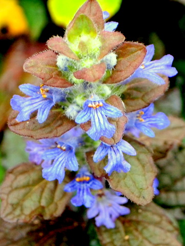 アジュガの花20120714