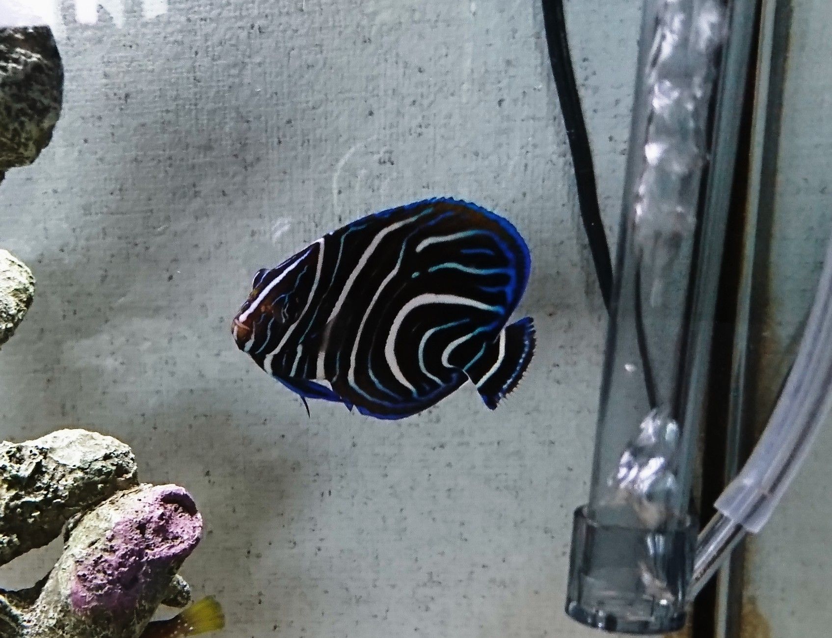 アクアリウム 魚と日常ブログ 楽天ブログ