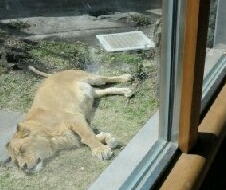 2012-0416-lion01