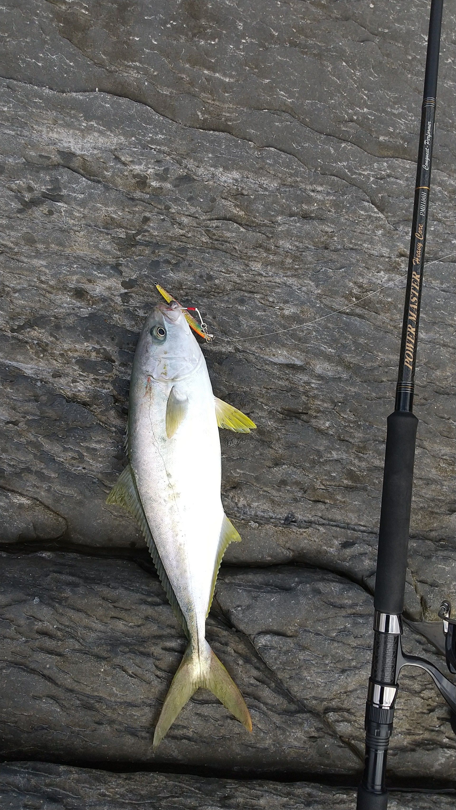 青物 の記事一覧 サメジの釣り暮らし 楽天ブログ