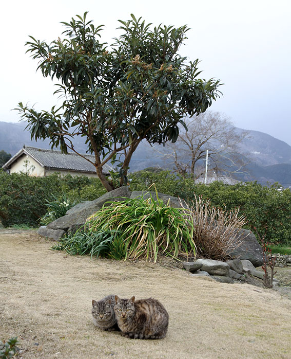 我が家のニャンコ♪2015/3/12-3